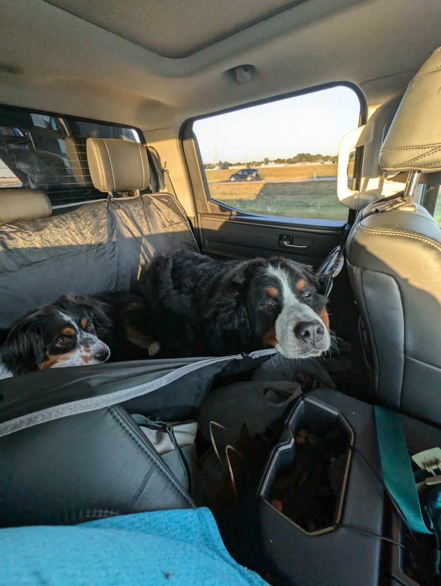 The dogs in question